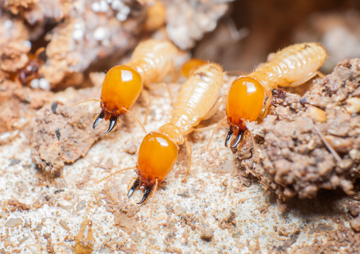 A-Timeline-For-Damage-To-Homes-Without-Termite-Control