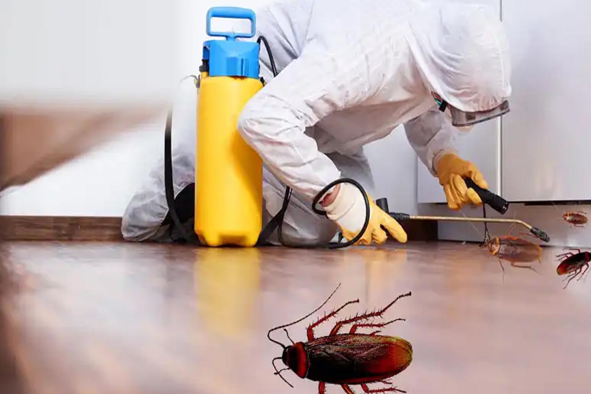 Cockroach Control – Pest Control services